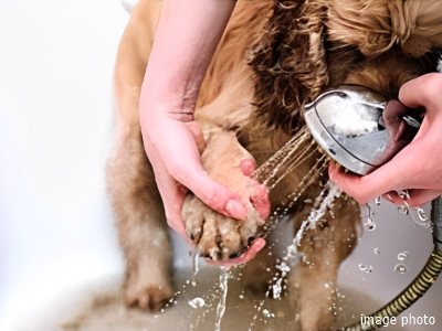 ペット足洗い場｜ザ・パークハウス白金