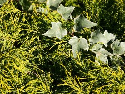 雑草対策イメージ｜ザ・パークハウス白金