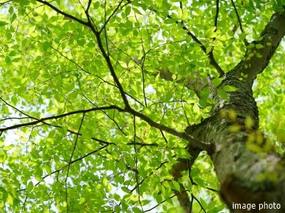植栽イメージ｜ザ・パークハウス白金